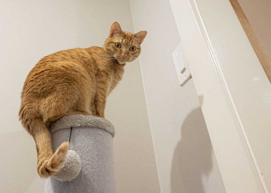 Cat sits atop cat tower, peering down.