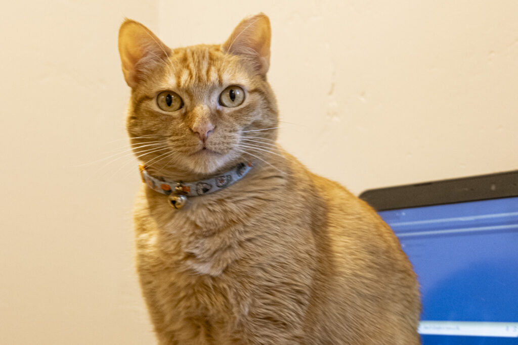 Close-up of a cat sitting on a laptop, staring off in the distance