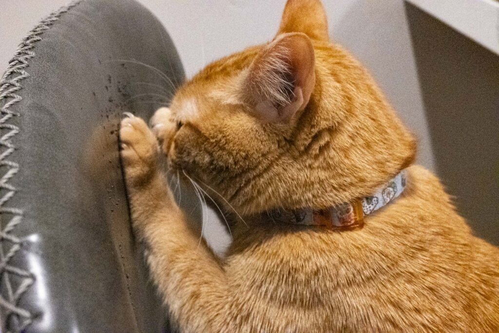 Close-up of cat scratching back of stool