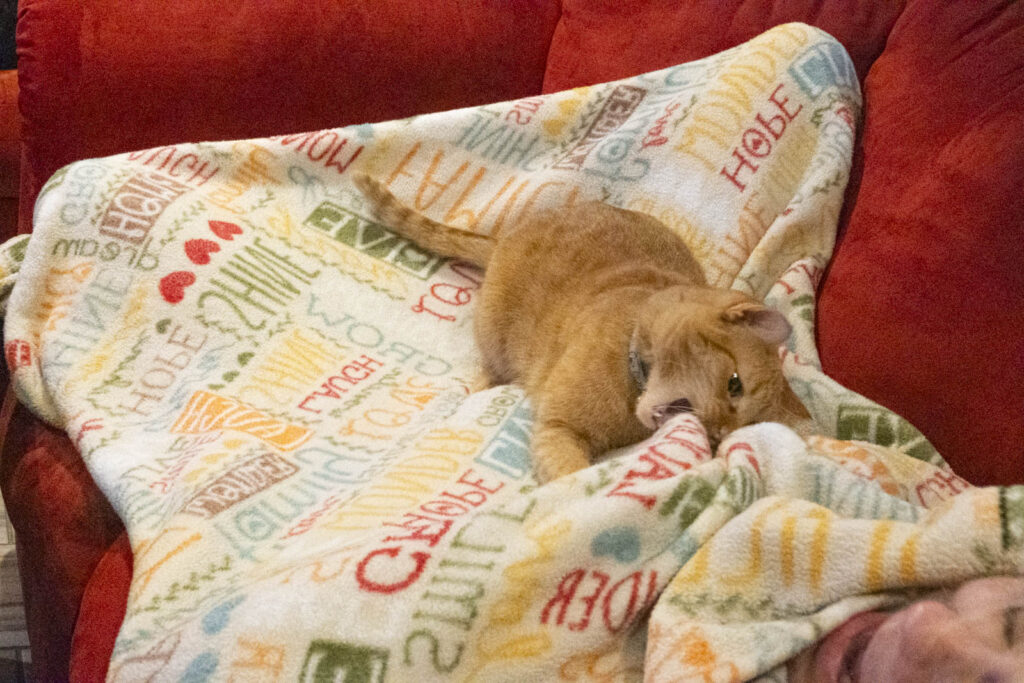 Cat pictured on blanket biting person taking a nap