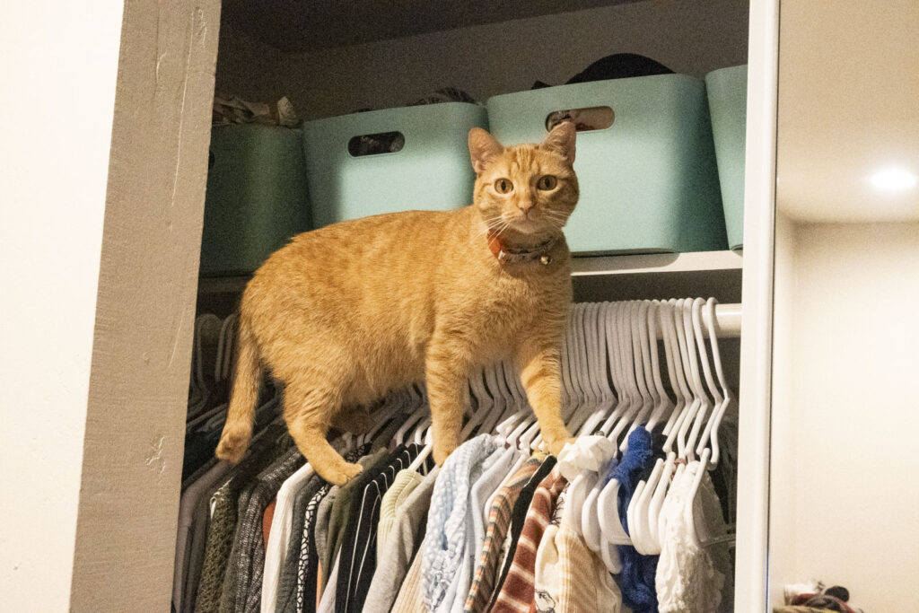 Cat nimbly stands on clothes hung up in a closet and stares at camera