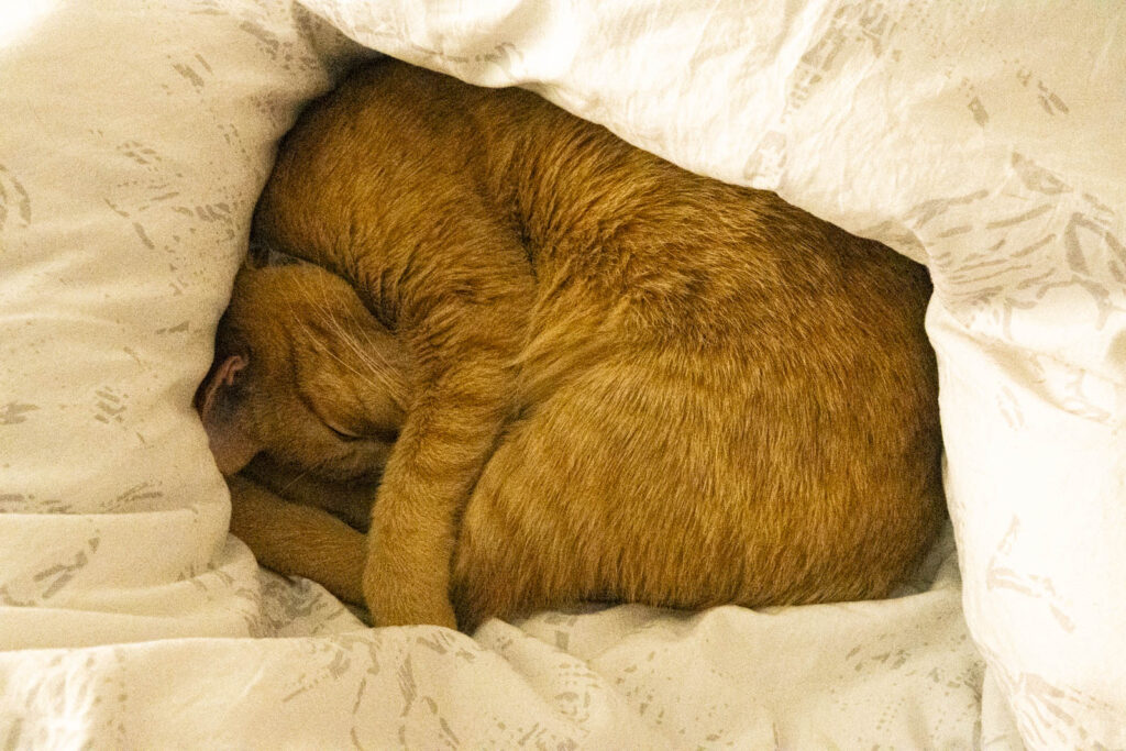 Cat is pictured on a bed curled into a ball