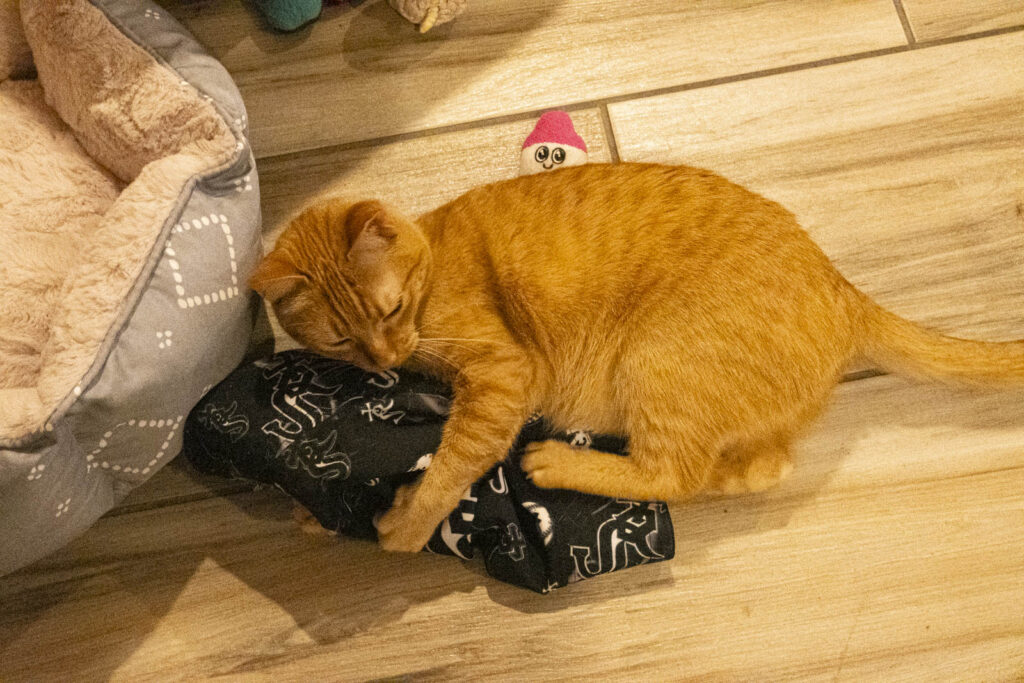 Cat hugs white sox hat on floor