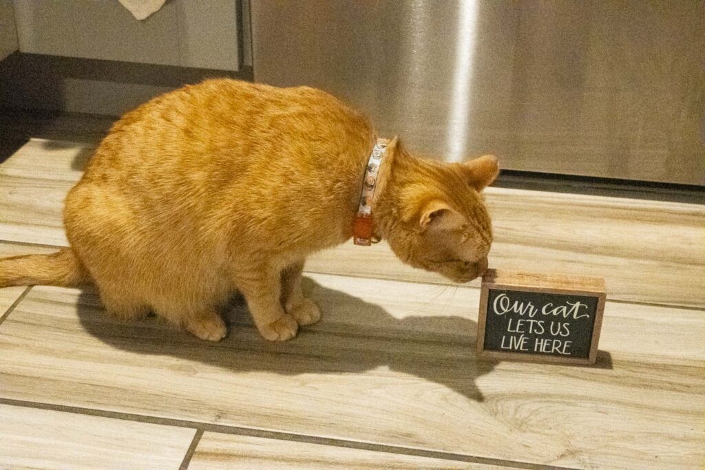 Cat inspects sign that reads "Our Cat Lets us Live Here"