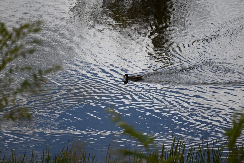 Duck swimming through pond