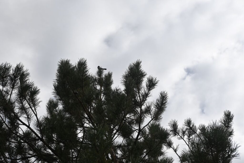 Bird sitting ontop a tree