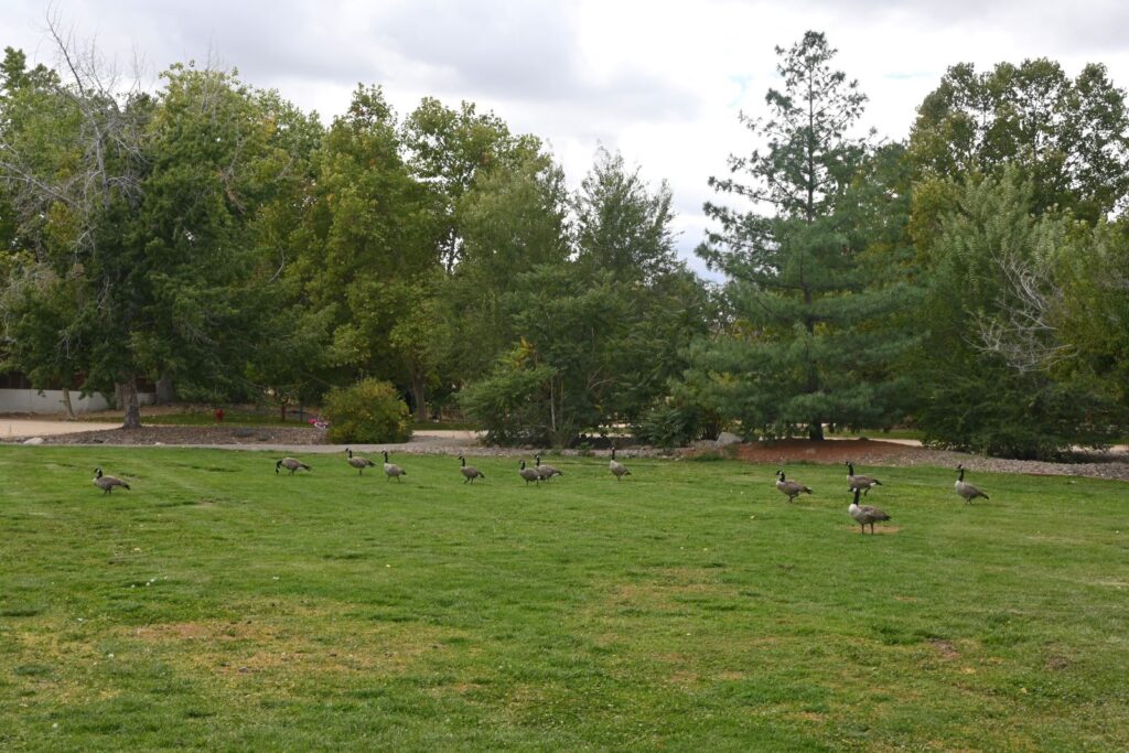 Geese traversing a field with woods in distance